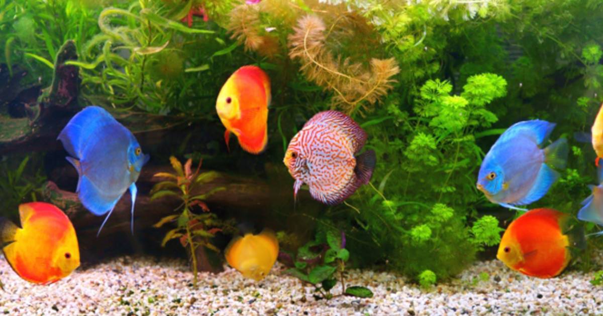 Vizhinjam Marine Aquarium